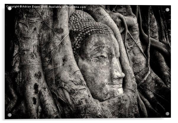 Banyan Tree Buddha Acrylic by Adrian Evans