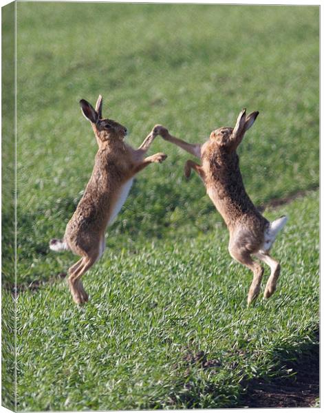  High Fiving Hares Canvas Print by Darren  Wynne