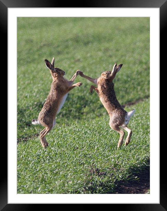  High Fiving Hares Framed Mounted Print by Darren  Wynne