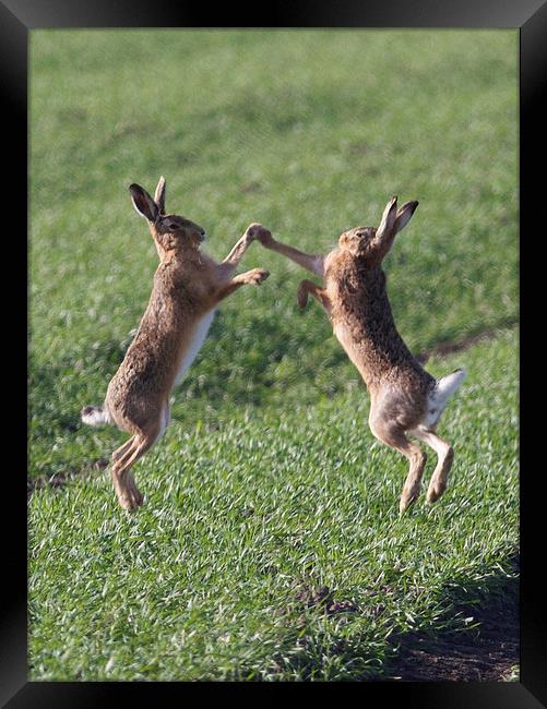  High Fiving Hares Framed Print by Darren  Wynne