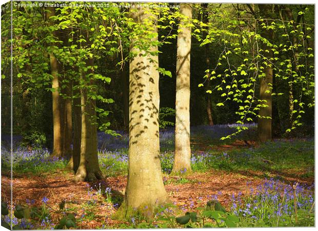 Beech Woodland Canopy with leafy shadows  Canvas Print by Elizabeth Debenham