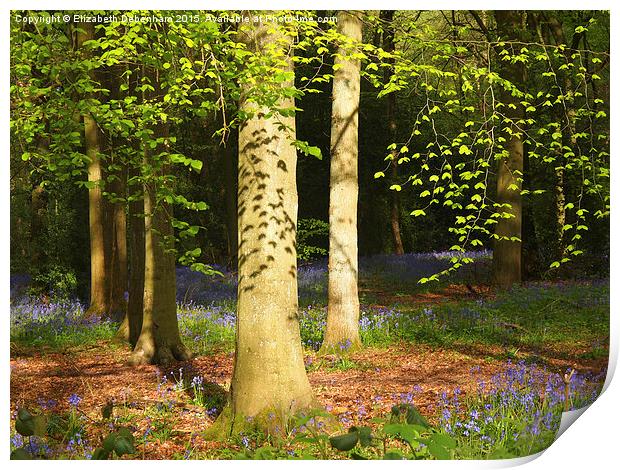 Beech Woodland Canopy with leafy shadows  Print by Elizabeth Debenham