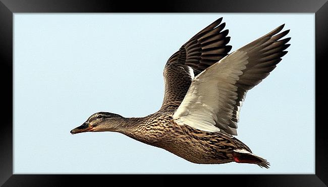 Flight Of The Mallard Framed Print by Trevor White