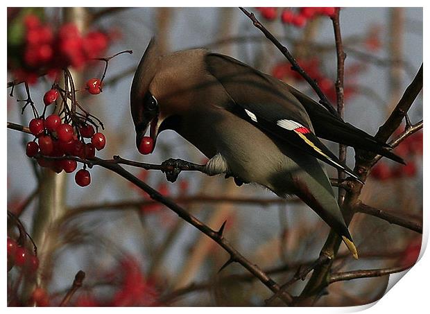 The Waxwing Print by Trevor White