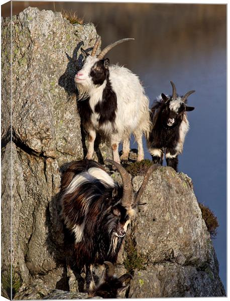  Goats Canvas Print by Rory Trappe