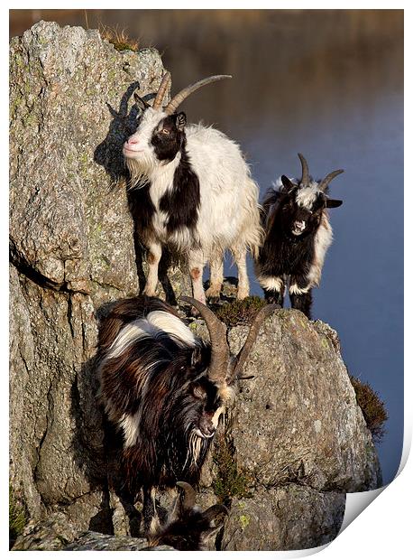  Goats Print by Rory Trappe