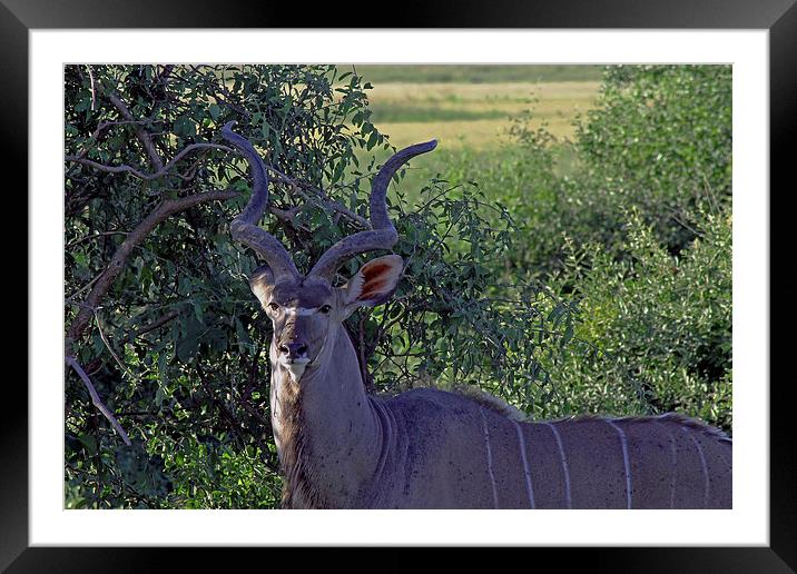 Kudu  Framed Mounted Print by Tony Murtagh