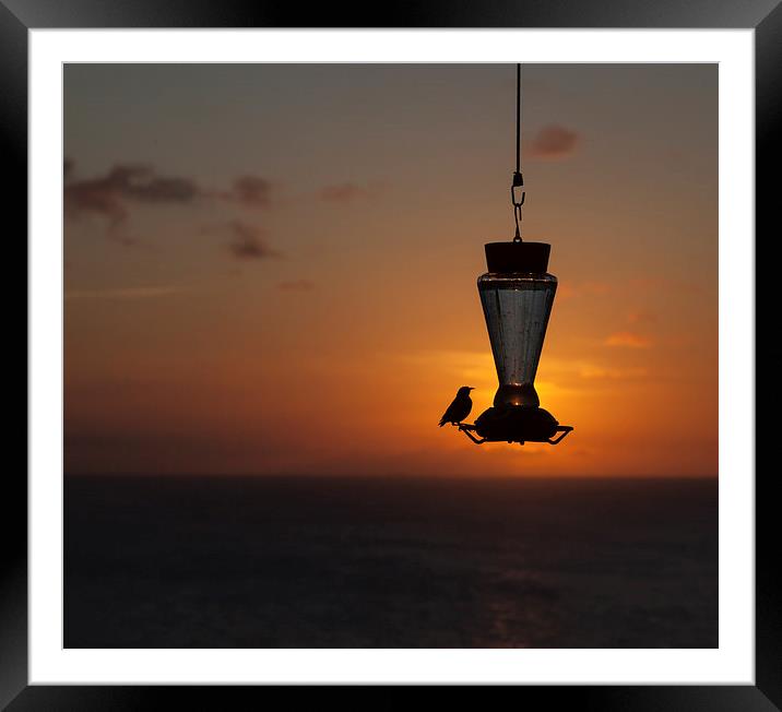Sunset and bird feeder Framed Mounted Print by Gail Johnson