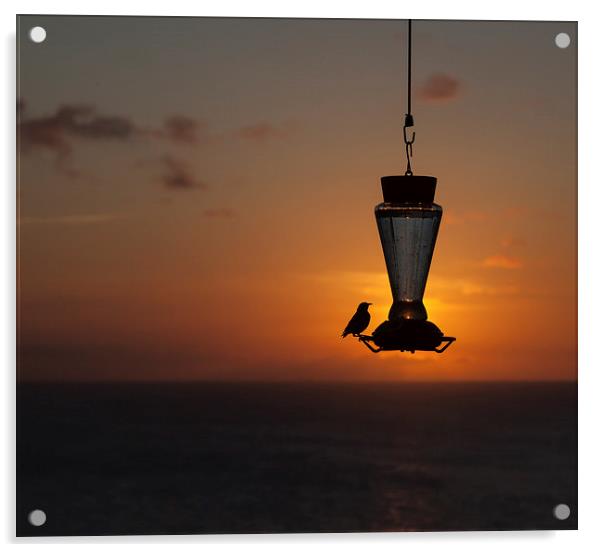 Sunset and bird feeder Acrylic by Gail Johnson