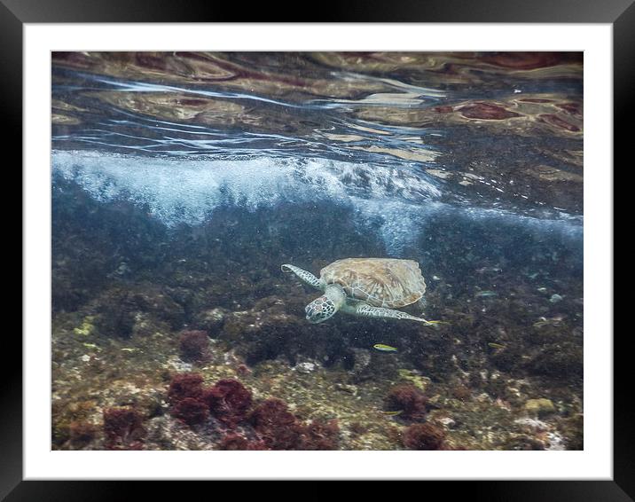  Turtle underwater Framed Mounted Print by Gail Johnson