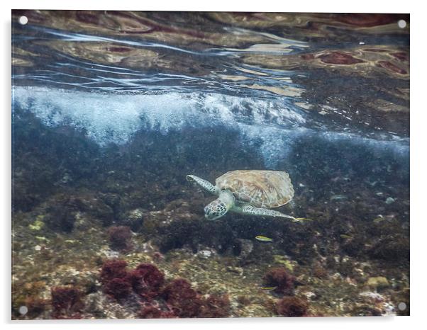  Turtle underwater Acrylic by Gail Johnson