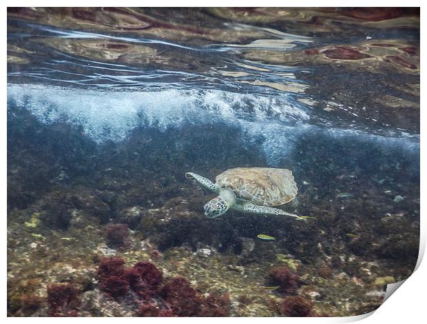  Turtle underwater Print by Gail Johnson