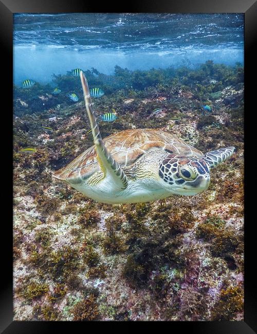 Turtle underwater Framed Print by Gail Johnson