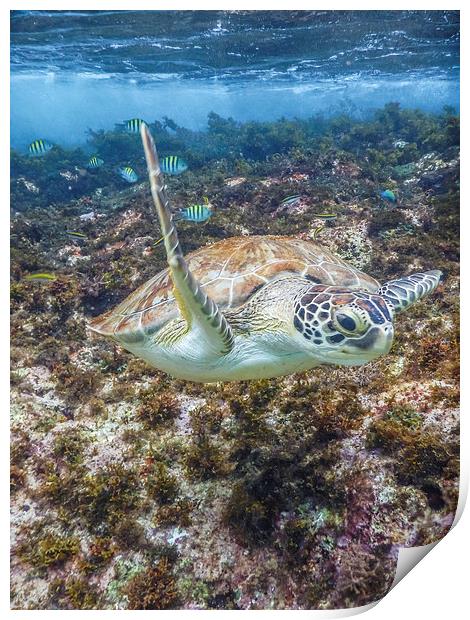 Turtle underwater Print by Gail Johnson