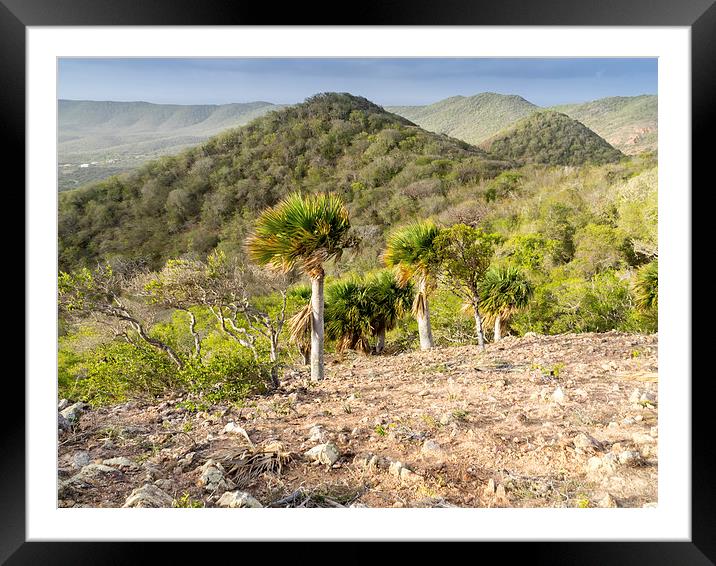  Christoffel national park Curacao Framed Mounted Print by Gail Johnson