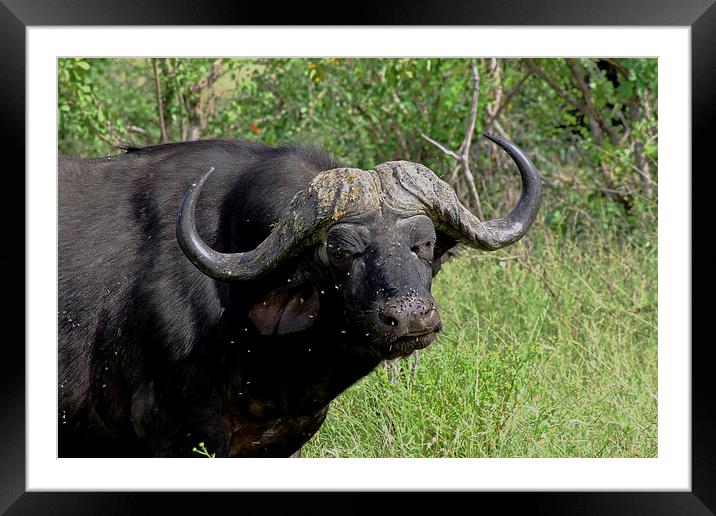 Cape Buffalo  Framed Mounted Print by Tony Murtagh