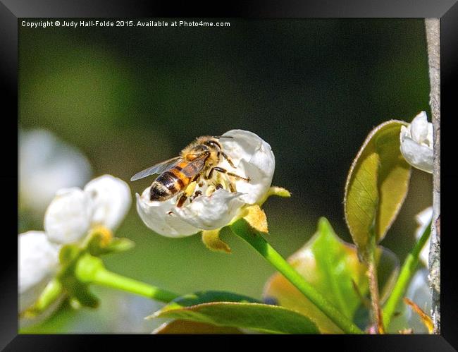  Honey Bee Framed Print by Judy Hall-Folde