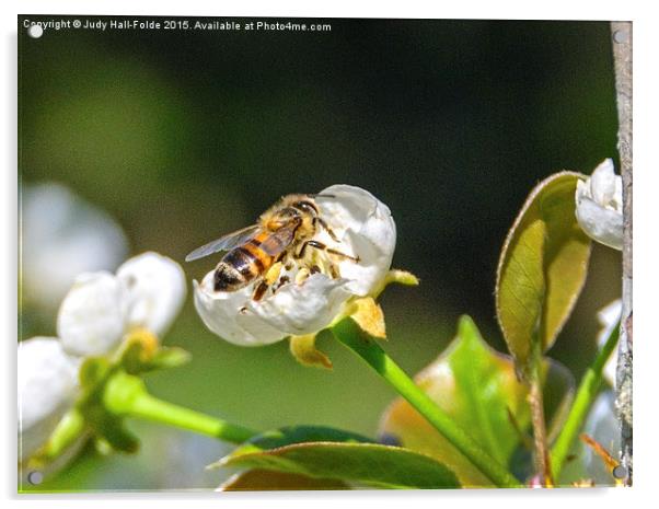  Honey Bee Acrylic by Judy Hall-Folde