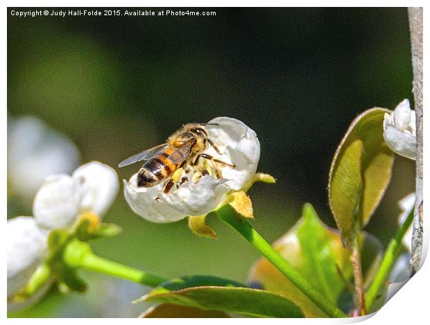  Honey Bee Print by Judy Hall-Folde