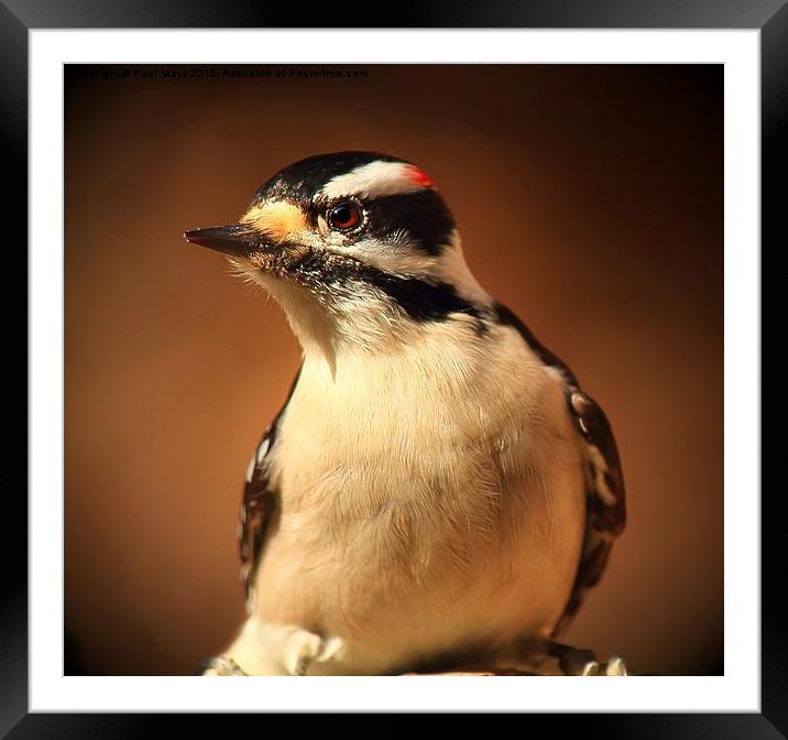  Male Downey Woodpecker Framed Mounted Print by Paul Mays