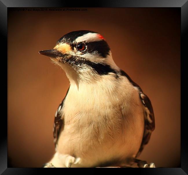  Male Downey Woodpecker Framed Print by Paul Mays