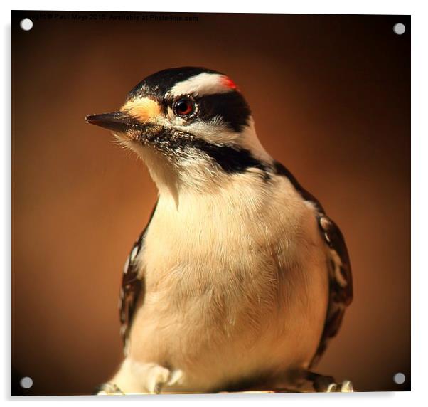  Male Downey Woodpecker Acrylic by Paul Mays