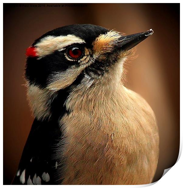 Male Downey Woodpecker Print by Paul Mays