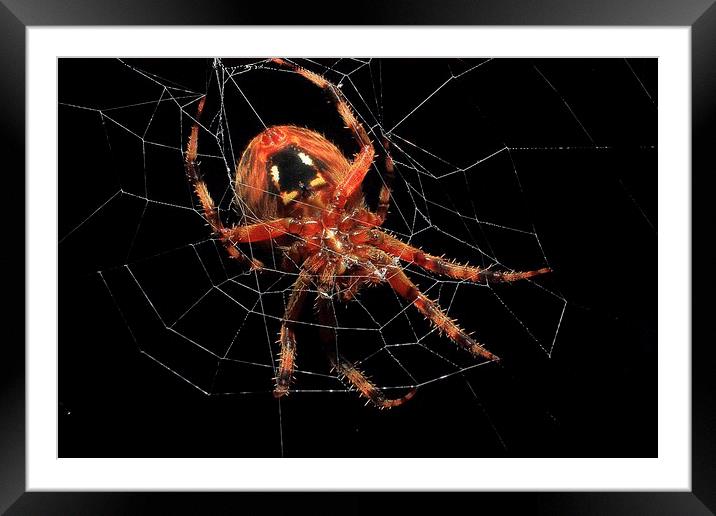  Web Builder Framed Mounted Print by Paul Mays