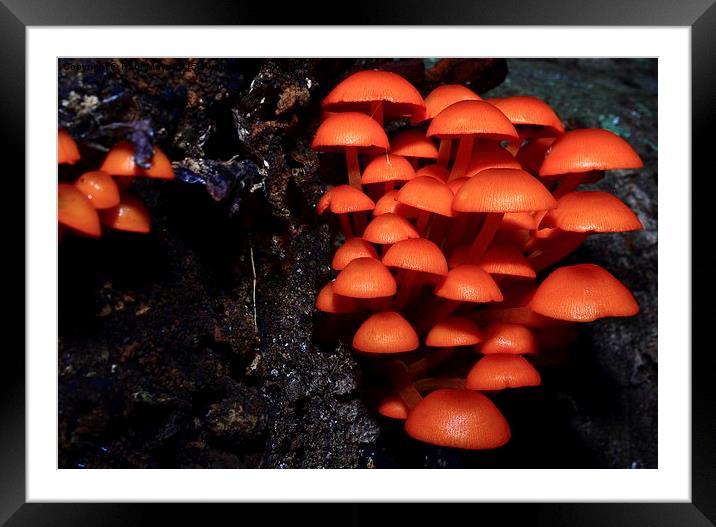  Woodland Shrooms Framed Mounted Print by Paul Mays