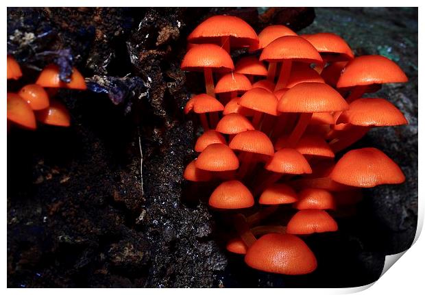  Woodland Shrooms Print by Paul Mays