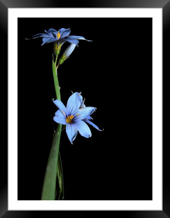  Wild Flower in Blue on Black  Framed Mounted Print by Paul Mays