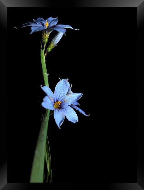  Wild Flower in Blue on Black  Framed Print by Paul Mays
