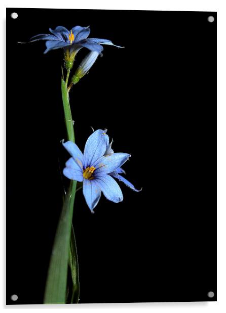 Wild Flower in Blue on Black  Acrylic by Paul Mays