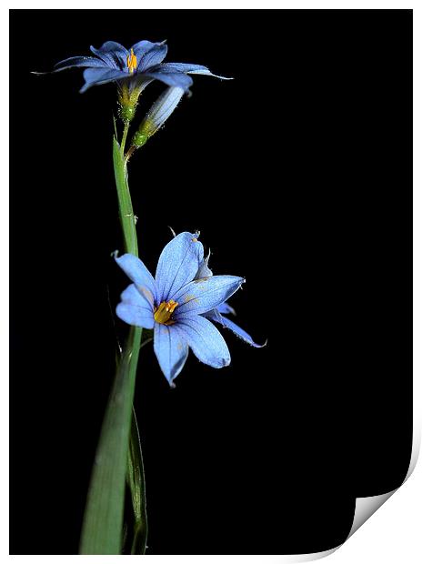  Wild Flower in Blue on Black  Print by Paul Mays