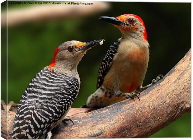  Male and Female Red-bellied Woodpeckers  Canvas Print by Paul Mays