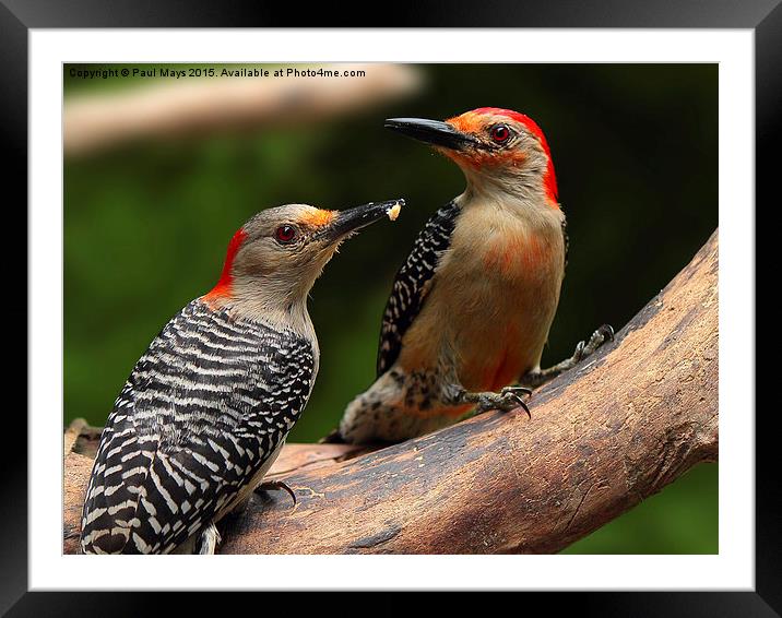  Male and Female Red-bellied Woodpeckers  Framed Mounted Print by Paul Mays