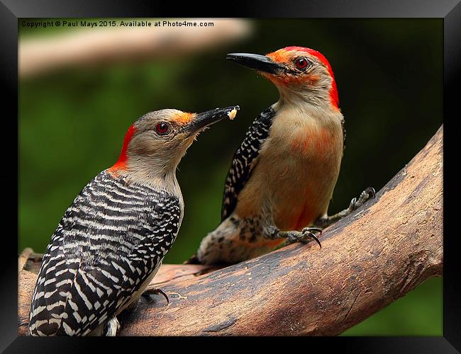  Male and Female Red-bellied Woodpeckers  Framed Print by Paul Mays