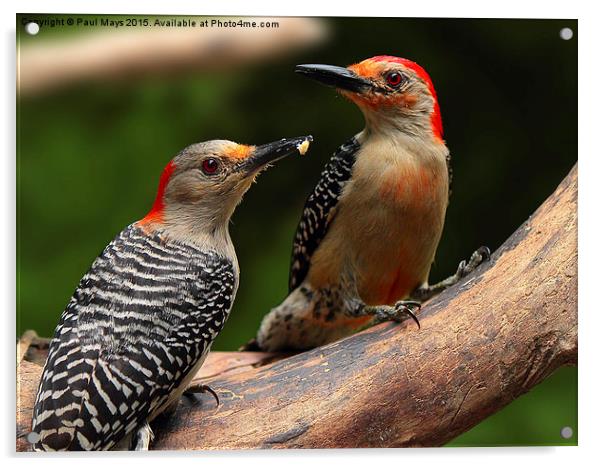  Male and Female Red-bellied Woodpeckers  Acrylic by Paul Mays