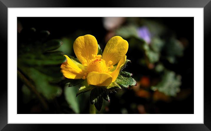  Wild Yellow Sorrel Bloom Framed Mounted Print by Paul Mays