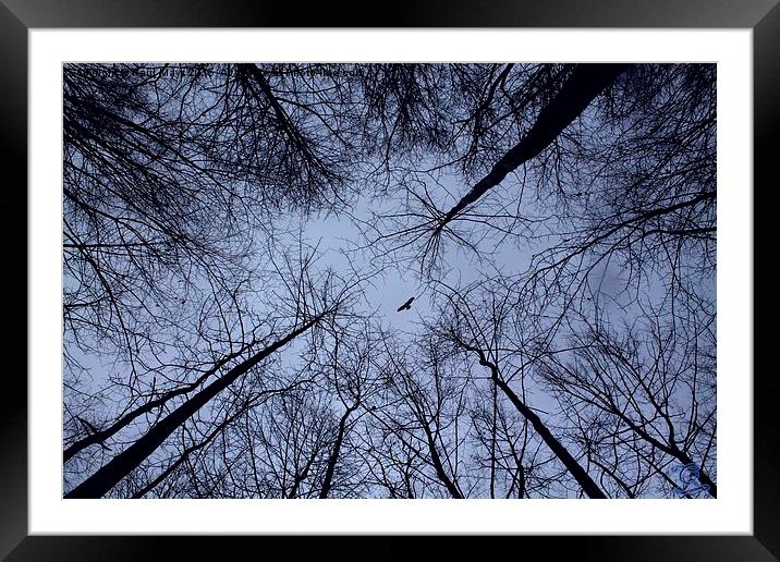  Look Up Framed Mounted Print by Paul Mays