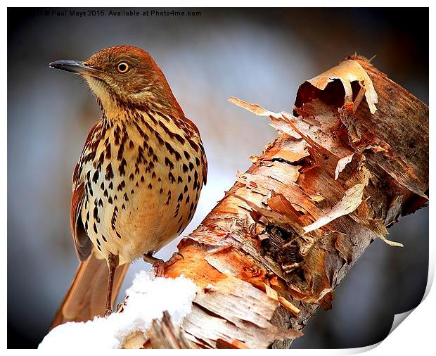   Brown Thrasher   Print by Paul Mays