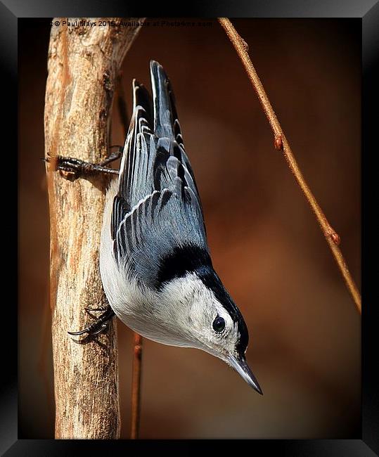  White Bellied Nuthatch Framed Print by Paul Mays