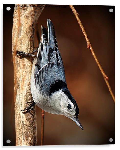  White Bellied Nuthatch Acrylic by Paul Mays