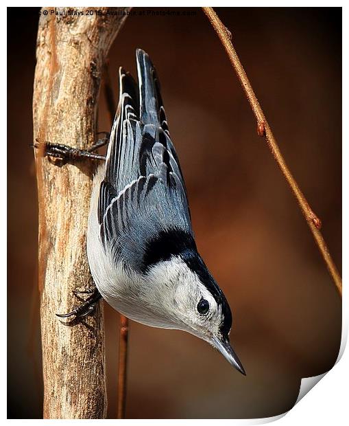  White Bellied Nuthatch Print by Paul Mays