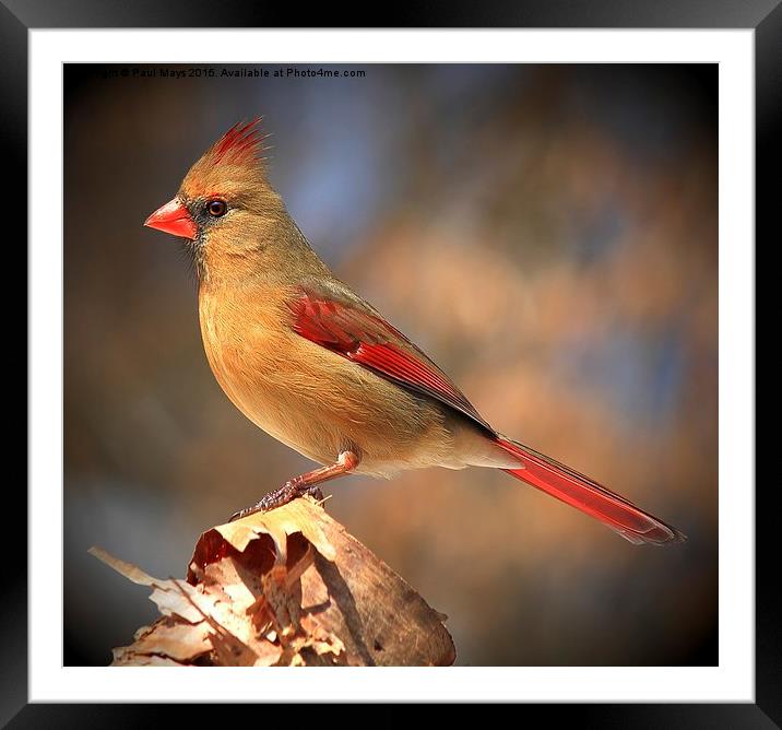 Female Northern Cardinal Framed Mounted Print by Paul Mays