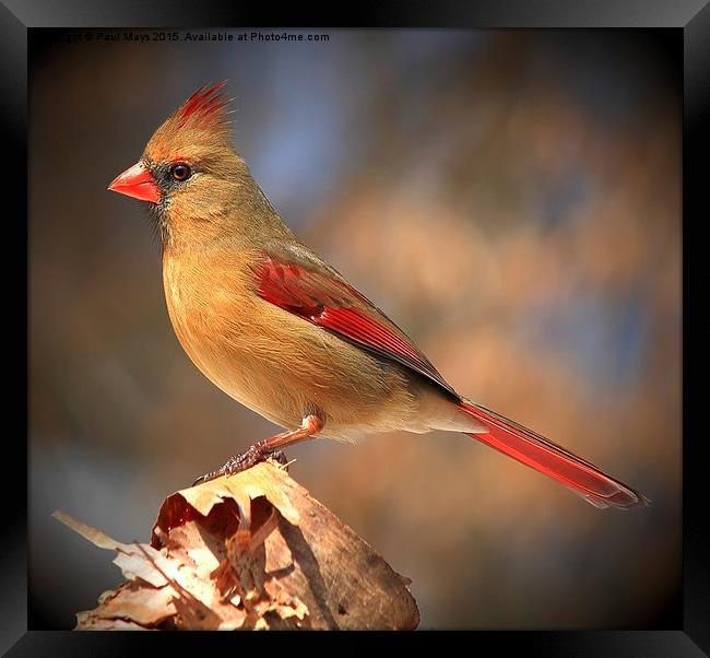Female Northern Cardinal Framed Print by Paul Mays
