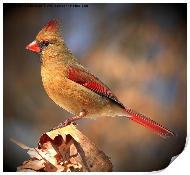 Female Northern Cardinal Print by Paul Mays