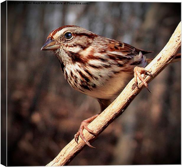  Song Sparrow  Canvas Print by Paul Mays