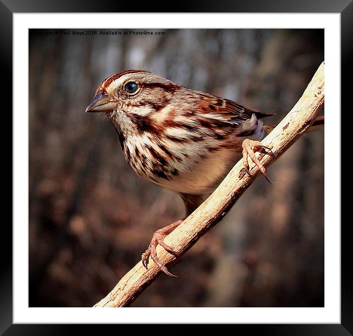  Song Sparrow  Framed Mounted Print by Paul Mays