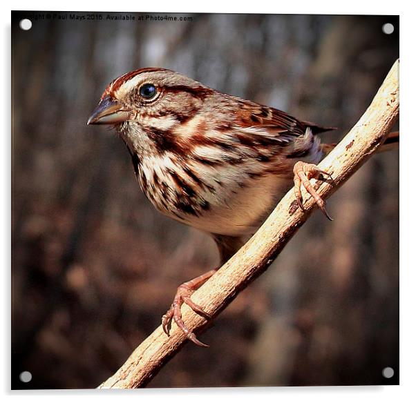  Song Sparrow  Acrylic by Paul Mays